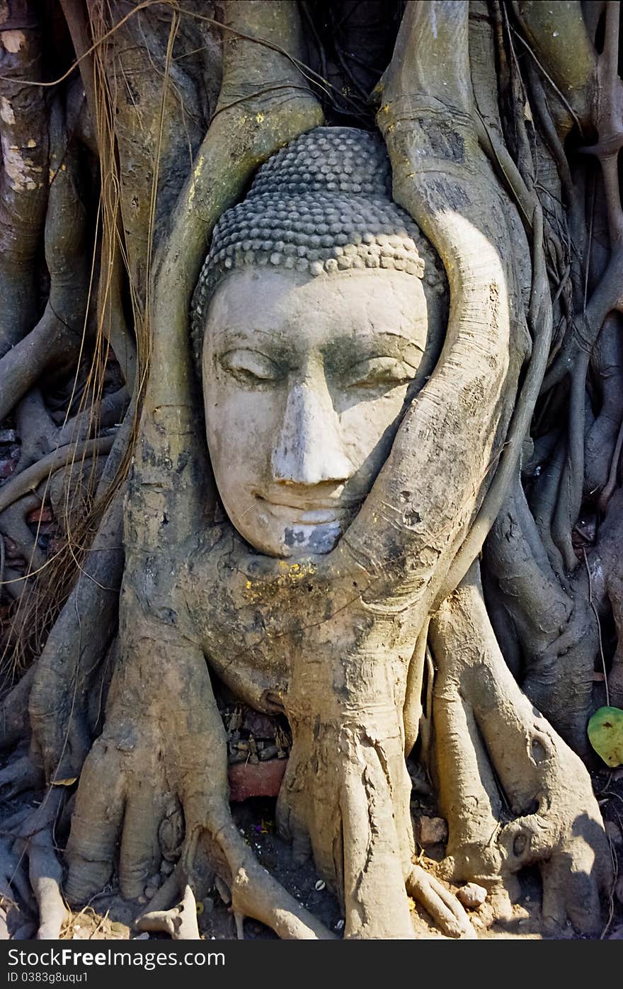 The Head of Buddha at Mahathat Temple, Ayutthaya, Thailand