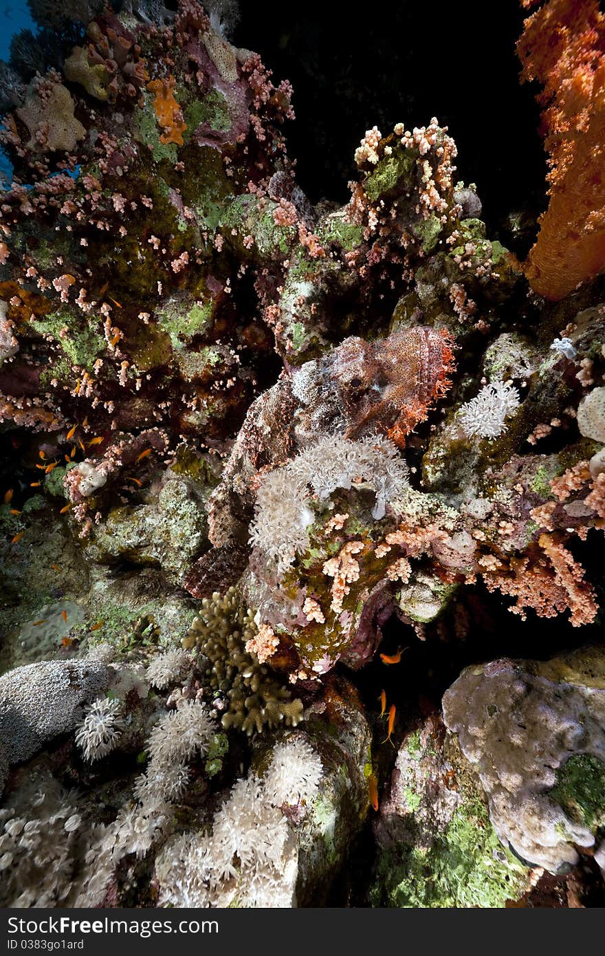 Smallscale scorpiofish in the Red Sea.