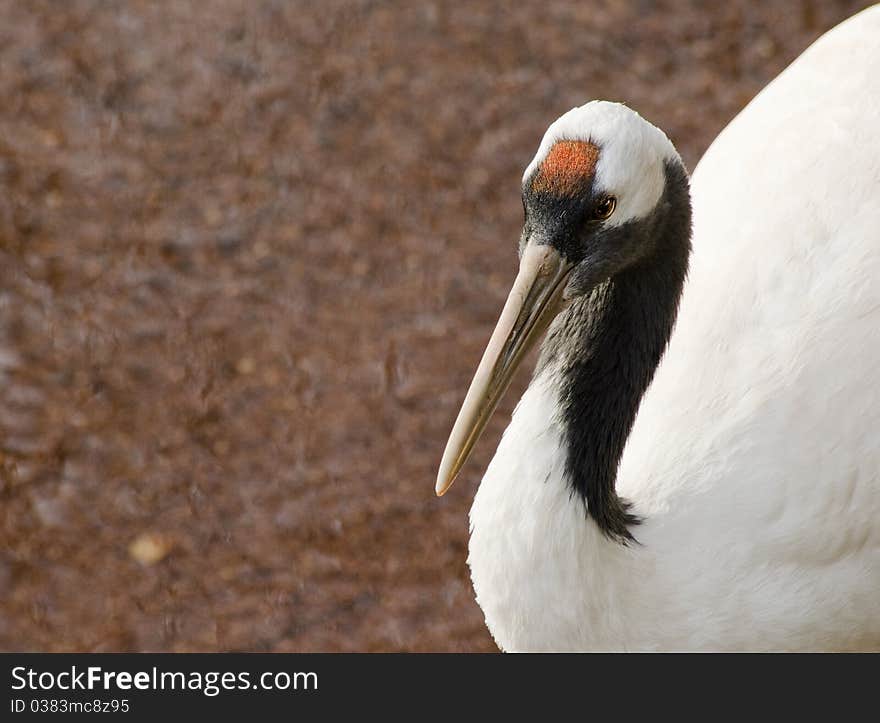 Red Crowned Crane