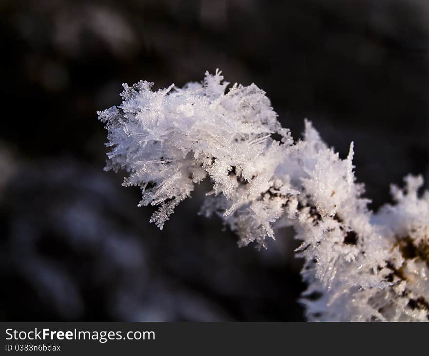 Frosted branch with snowflakes in a cold winter. Frosted branch with snowflakes in a cold winter.