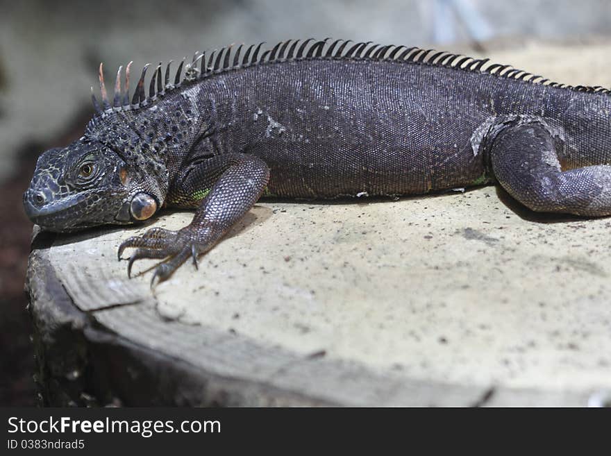 Green iguana