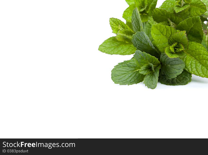 Mint leaf close-up - isolated on White Background