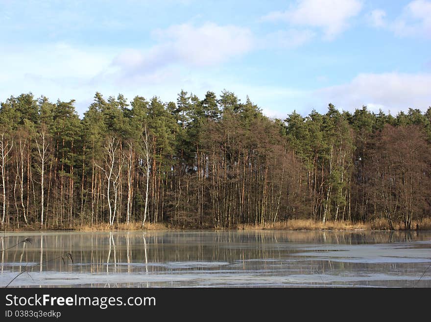 Big trees near to a lake in spring. Big trees near to a lake in spring