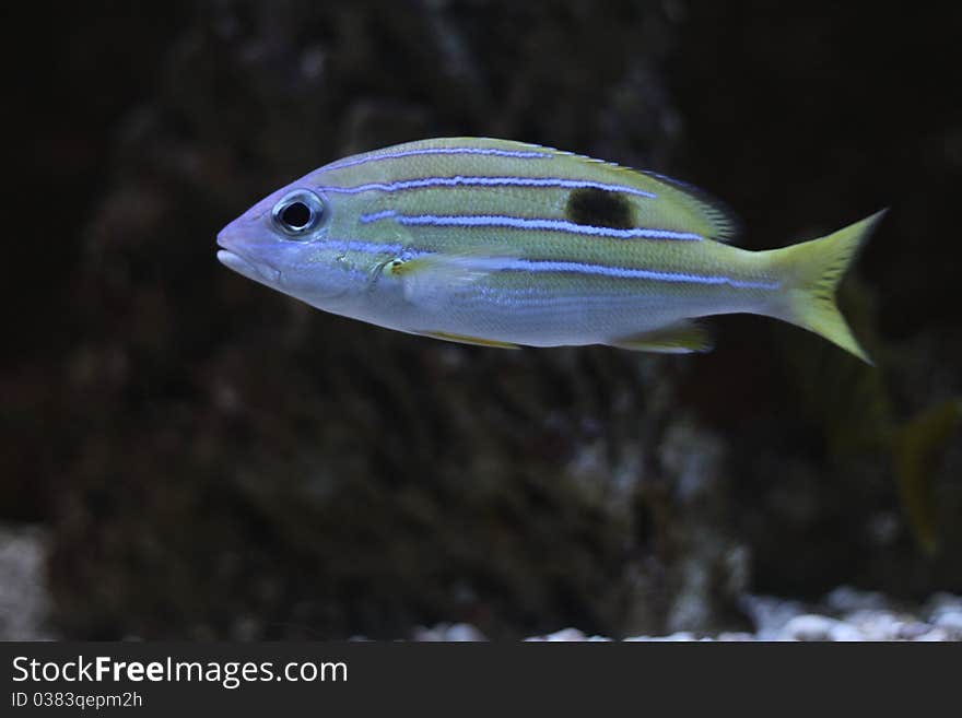 Bluestripe snapper