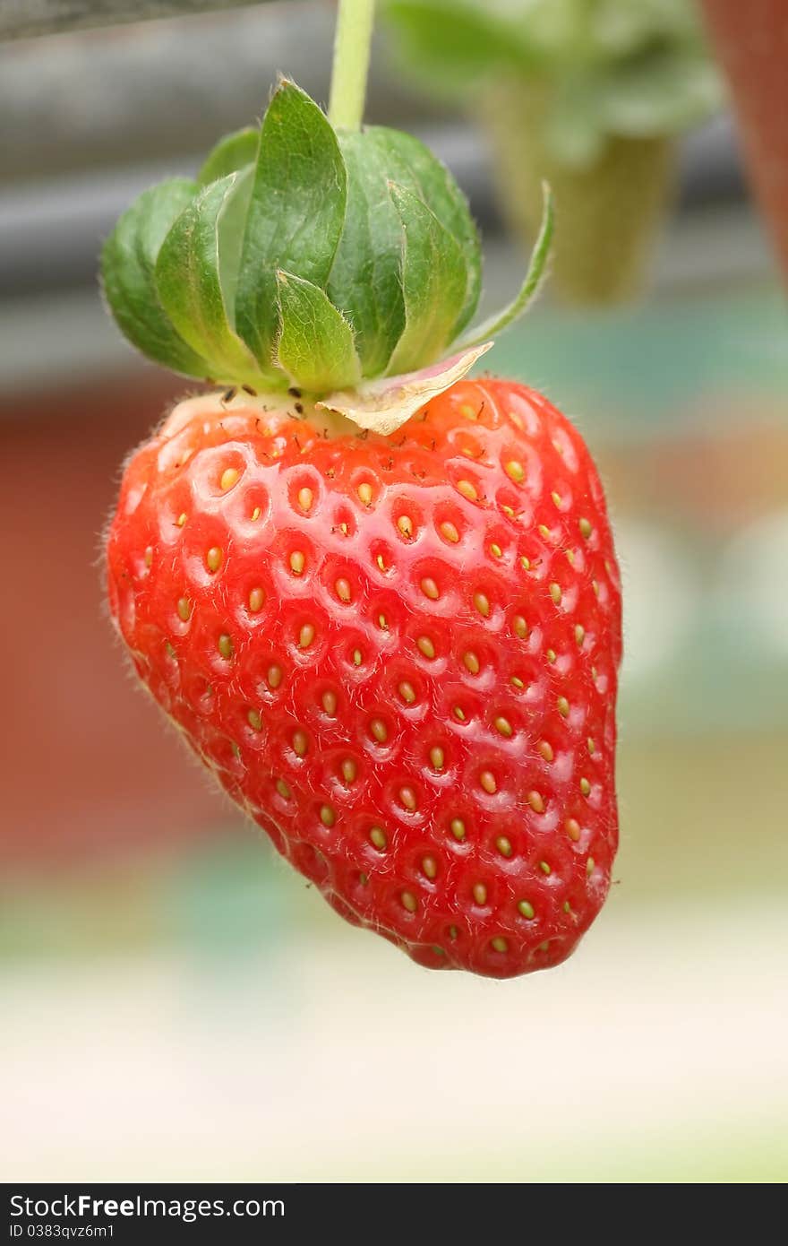 Strawberry On Plant