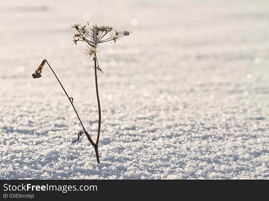 Rime on grass close up in cold day