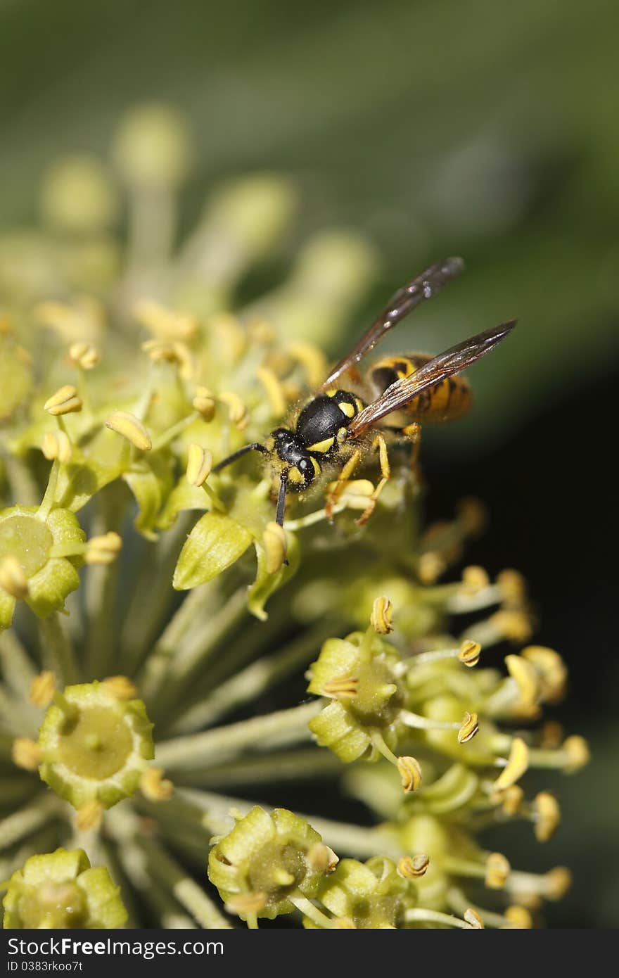 Common Wasp