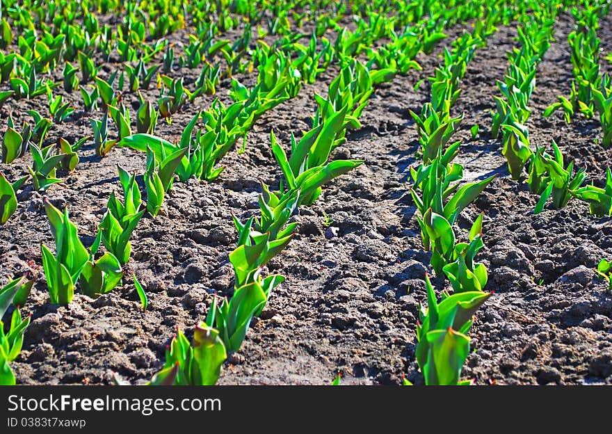 Tulips ascend