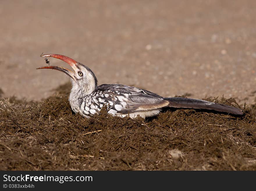 Yellowbilled Hornbill found in the Kruger National Park in South Africa