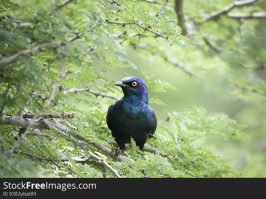 Cape Glossy Starling