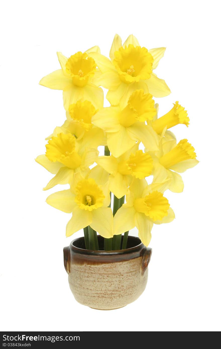 Arrangement of daffodils in glazed pot isolated against white. Arrangement of daffodils in glazed pot isolated against white