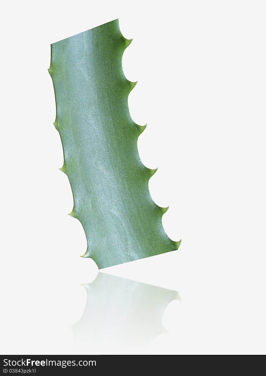 Piece of aloe