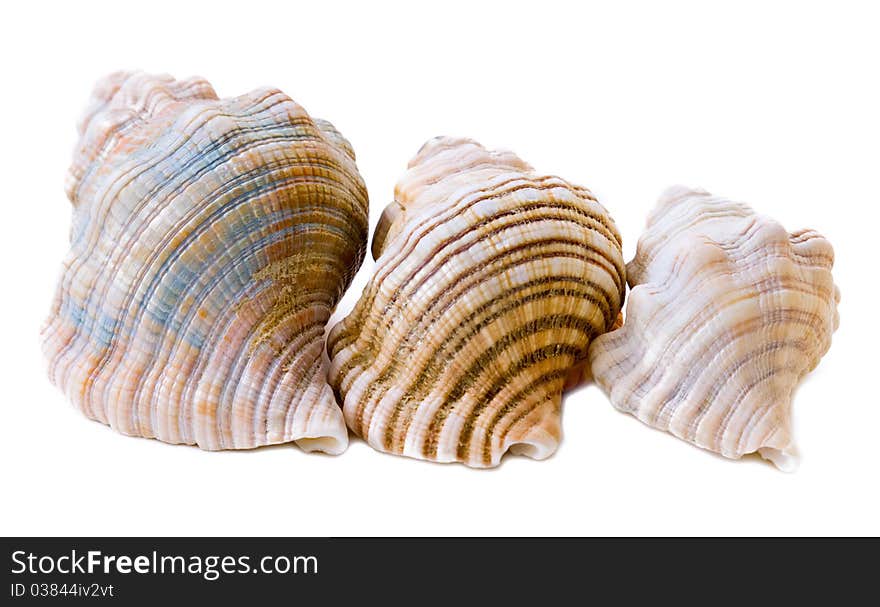 Three conch shells isolated on pale background. Three conch shells isolated on pale background.