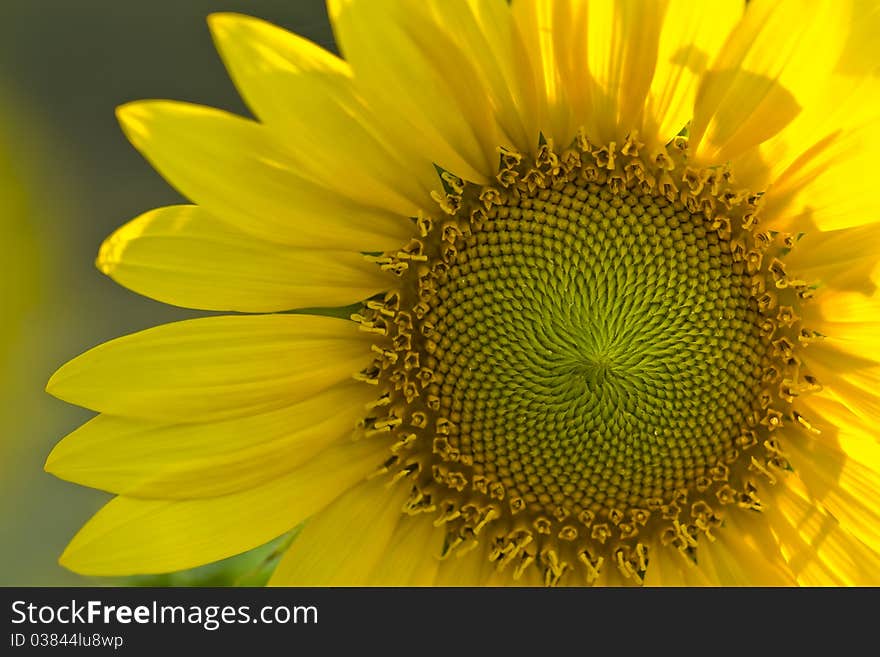 Young seed of sunflower taken by closeup