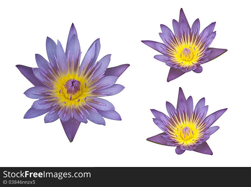 A waterlily on white background