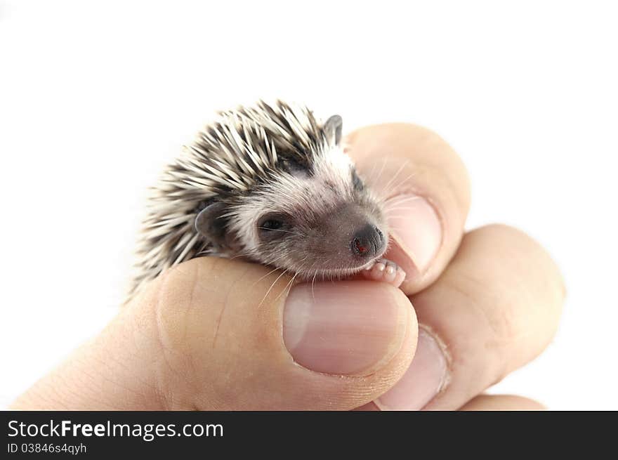 A moon rat in hand