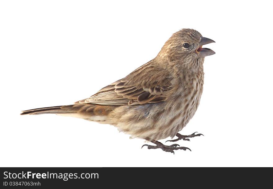 Female house finch, Carpodacus mexicanus, isolated on white