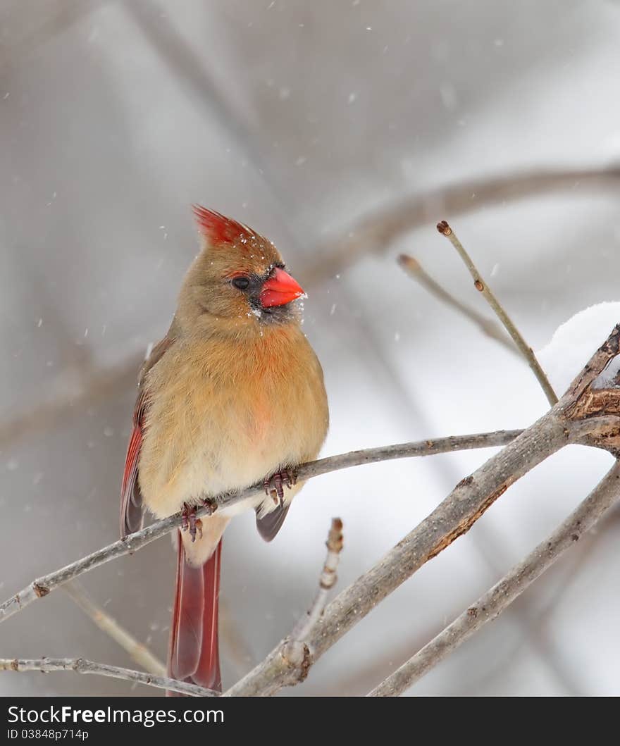 Northern Cardinal, Cardinalis cardinalis