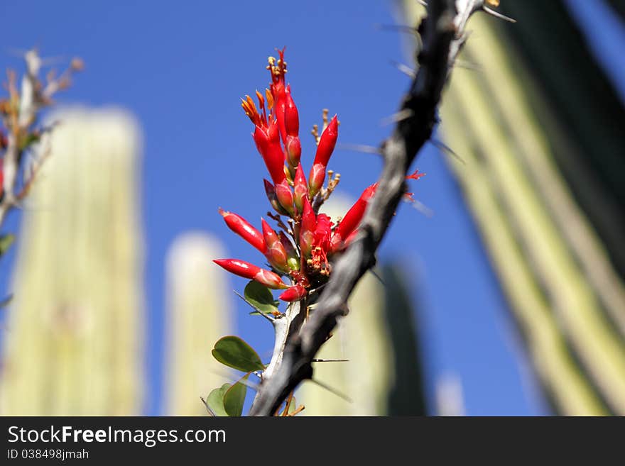 Ocotillo flowers