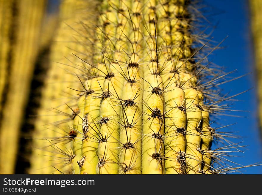 Close up of a saguaro giant cactus. Close up of a saguaro giant cactus