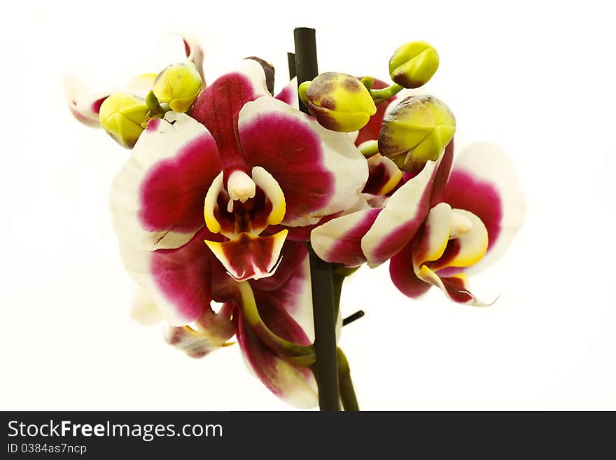 Blooming purple Phalaenopsis orchid on white background. Blooming purple Phalaenopsis orchid on white background