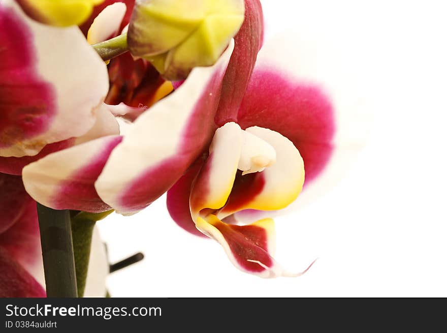 Blooming purple Phalaenopsis orchid on white background. Blooming purple Phalaenopsis orchid on white background