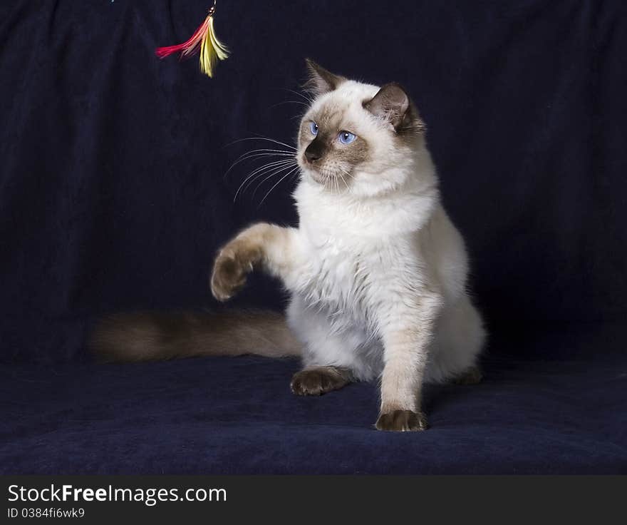 Young ragdoll cat playing on a dark background