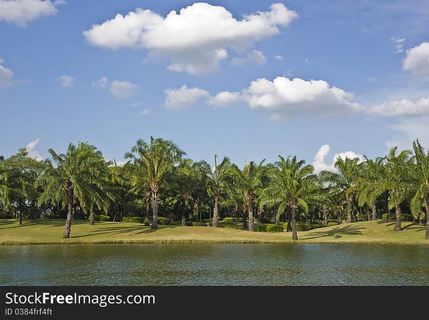 Palm tree be side The lake in park one Thailand