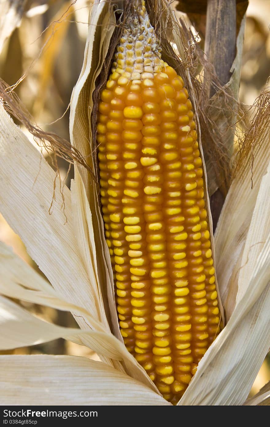 Corn productive of farm land