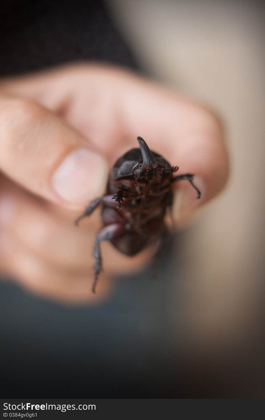 Large Rhinoceros Beetle In Hand