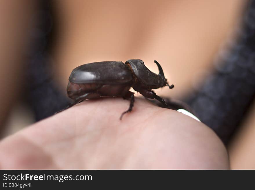 Large rhinoceros beetle in hand