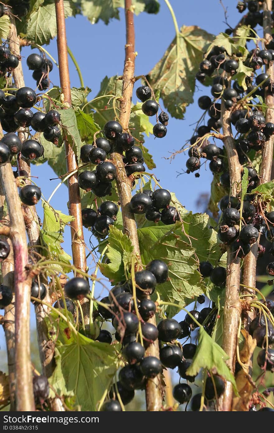 Black currants on branch