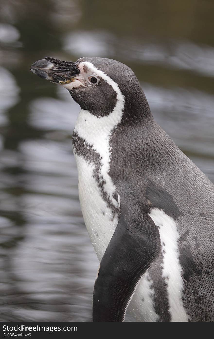 The detail of Humboldt penguin, also called as Peruvian Penguin, or Patranca.