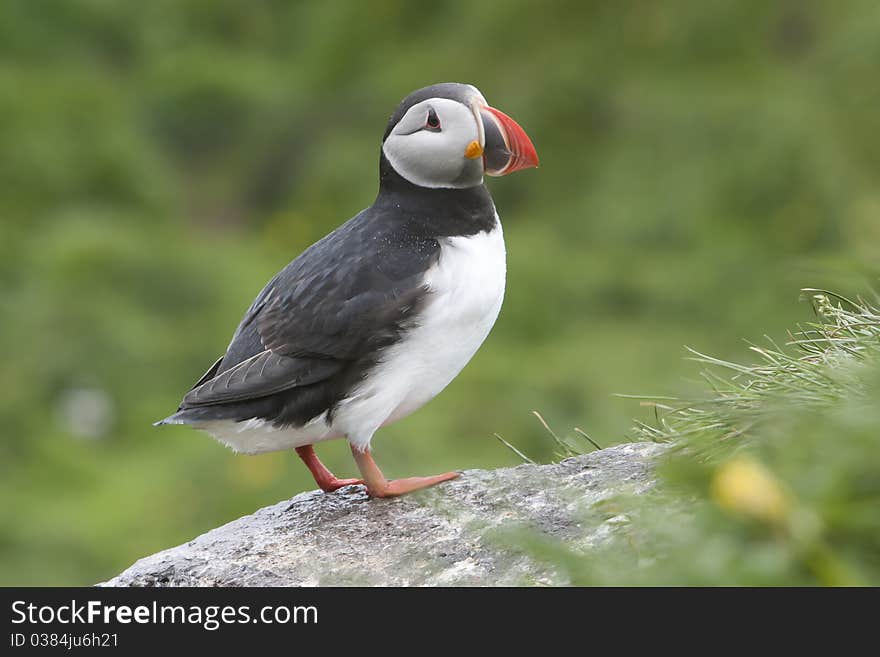 Puffins on a cliff