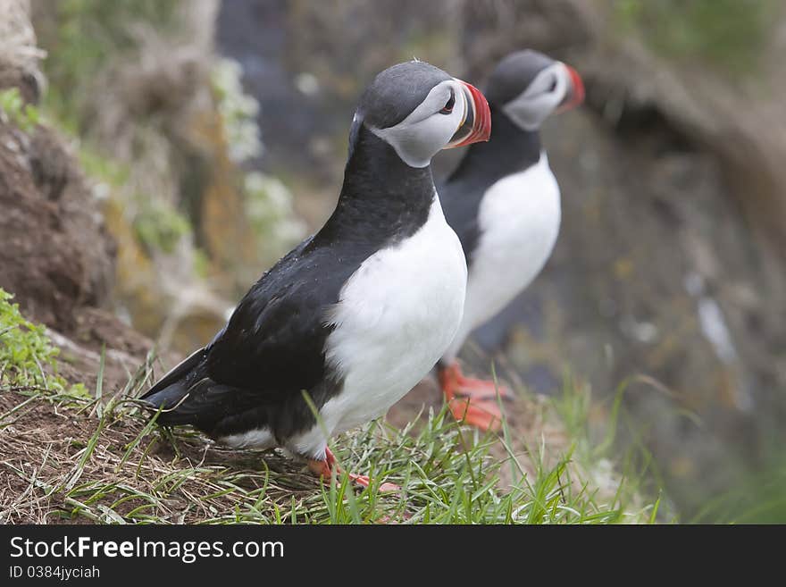 Atlantic Puffin in Iceland