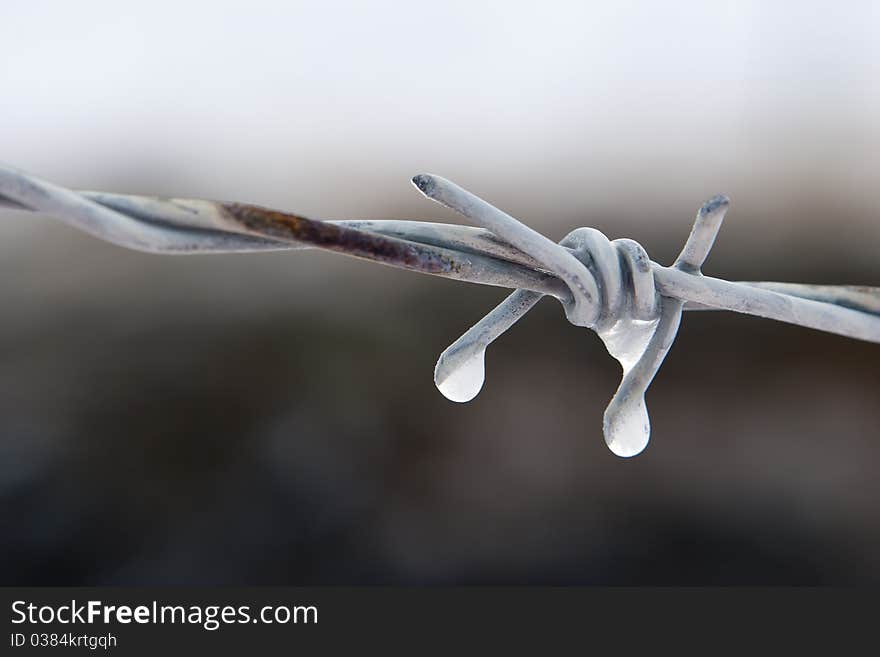 Picture taken of Barb-wire on a cold day in iceland