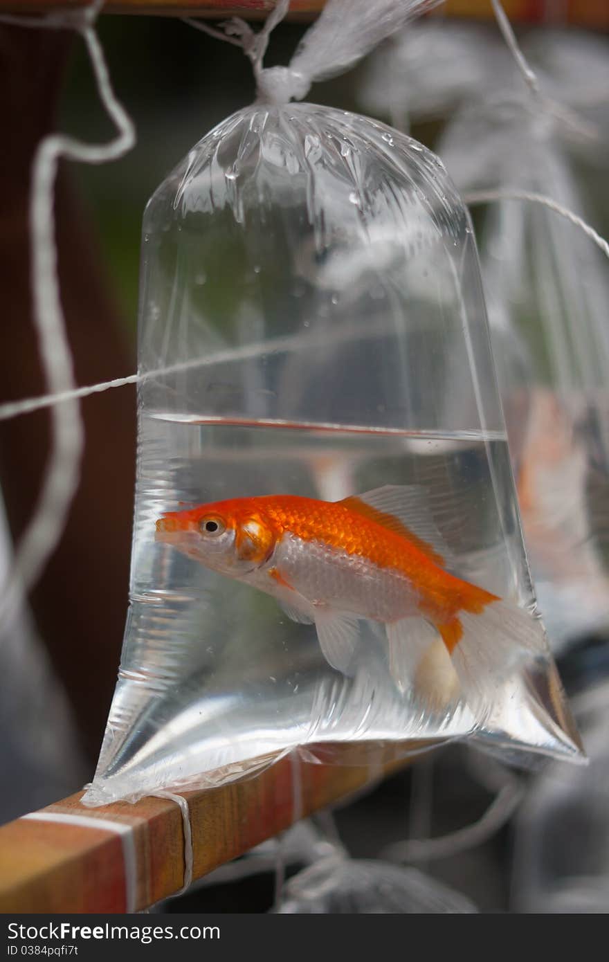 Photo of goldfish in a bag with water