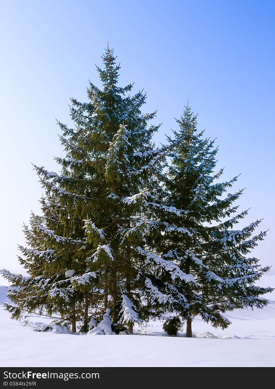 Fir Tree. Isolated on white. Fir Tree. Isolated on white.