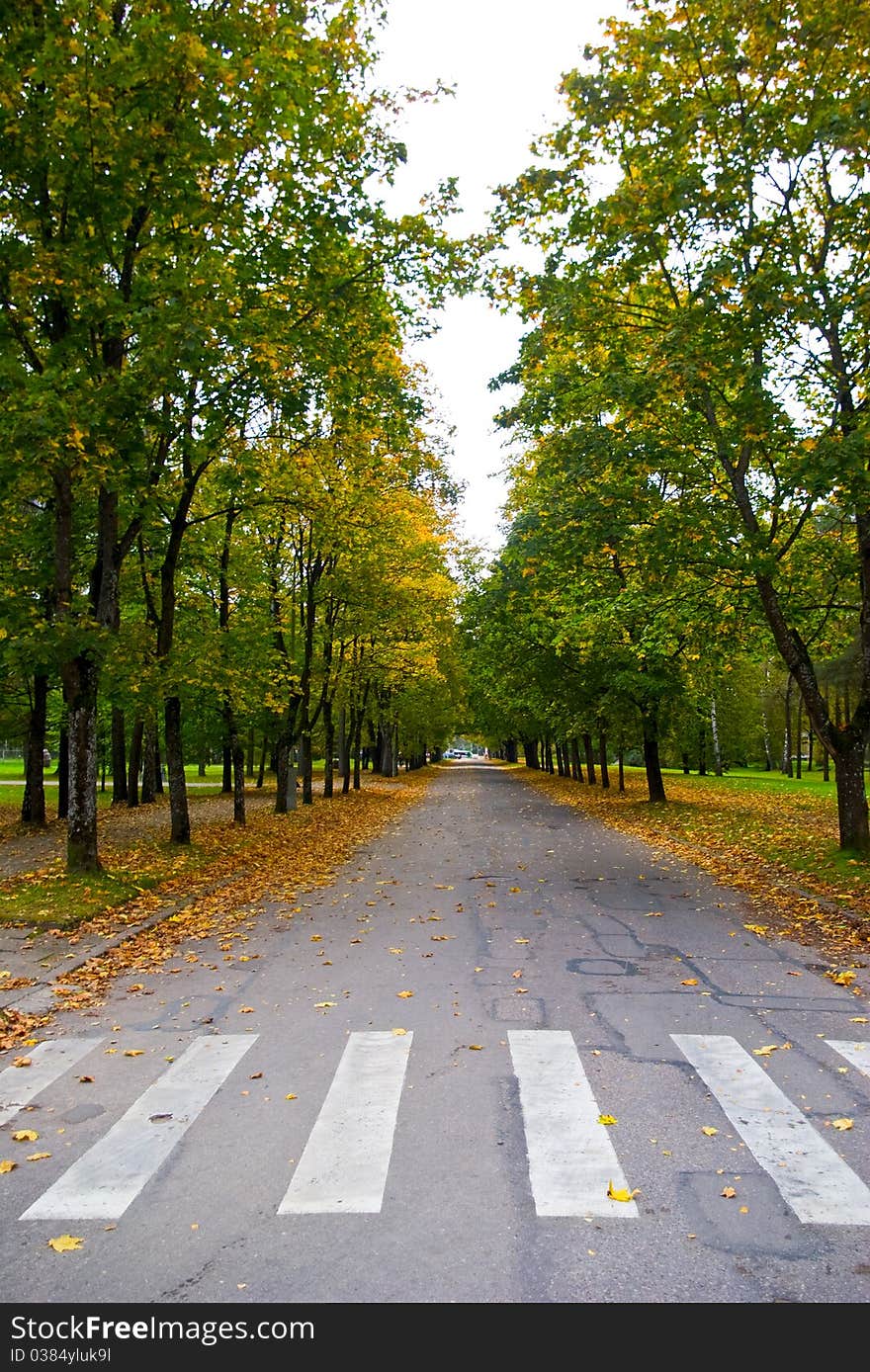 Zebra pattern pedestrian crossing in the autumn. Zebra pattern pedestrian crossing in the autumn