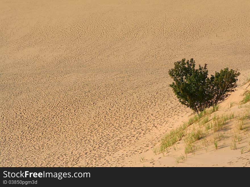 Single tree in the desert