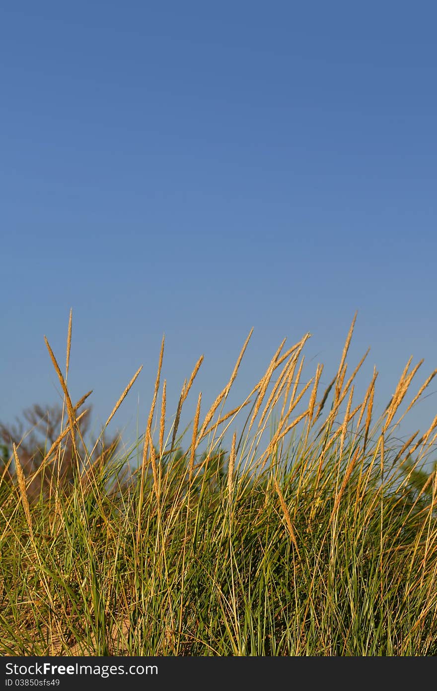 Tall Grass