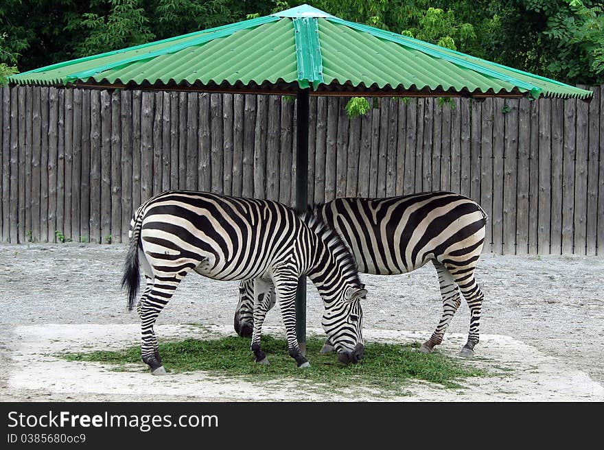 Two zebras