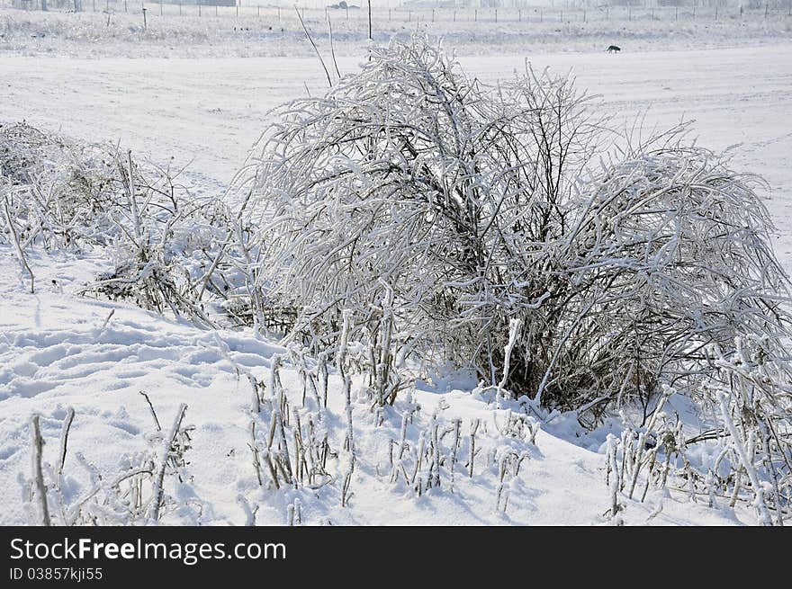 Frost vegetation in a cold winter morning