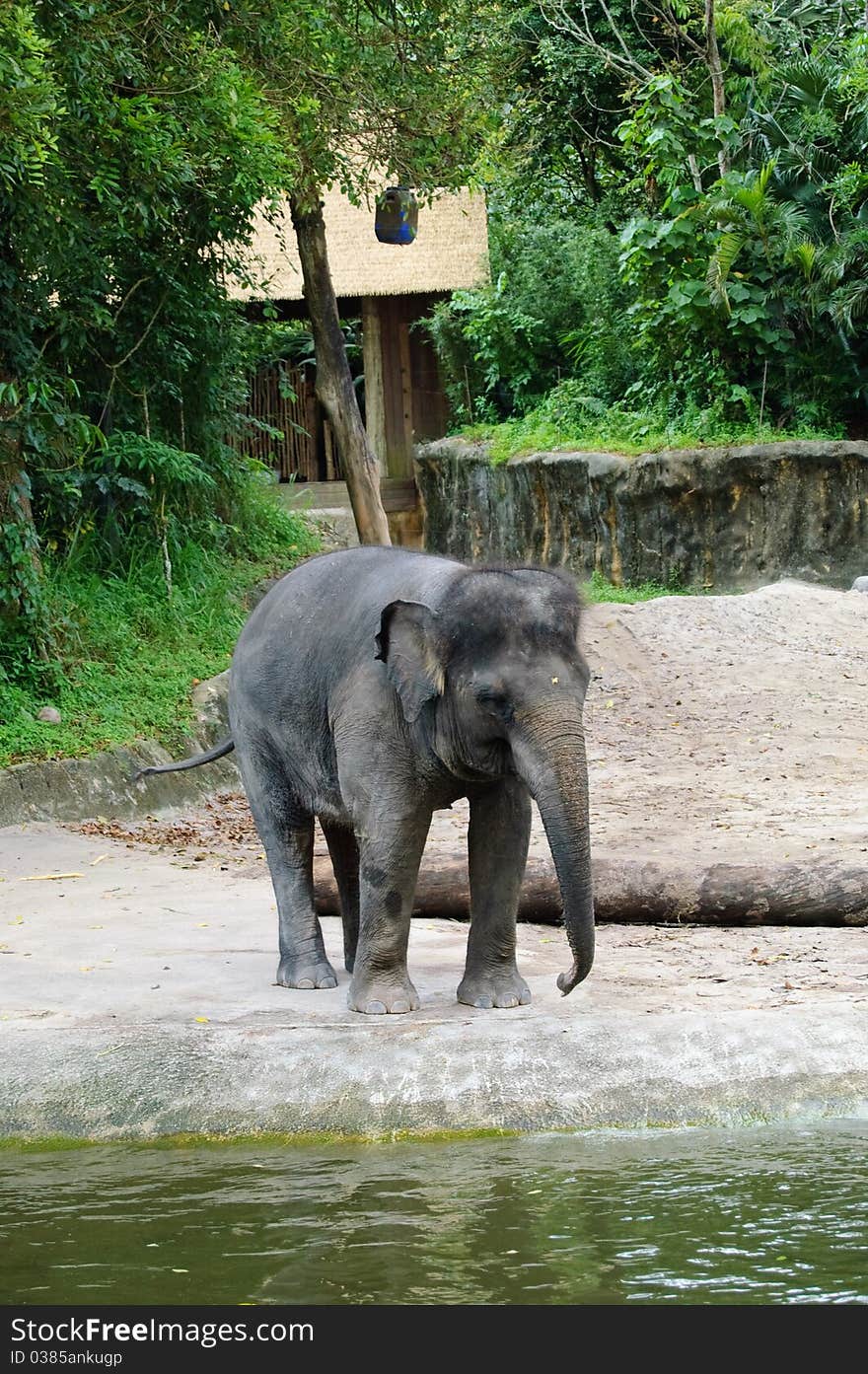 Mighty Elephant in zoo