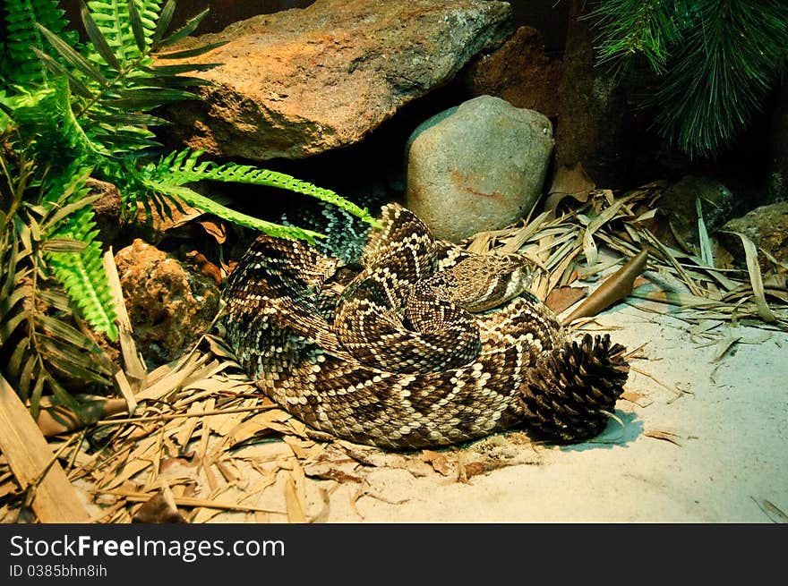 Rattlesnake