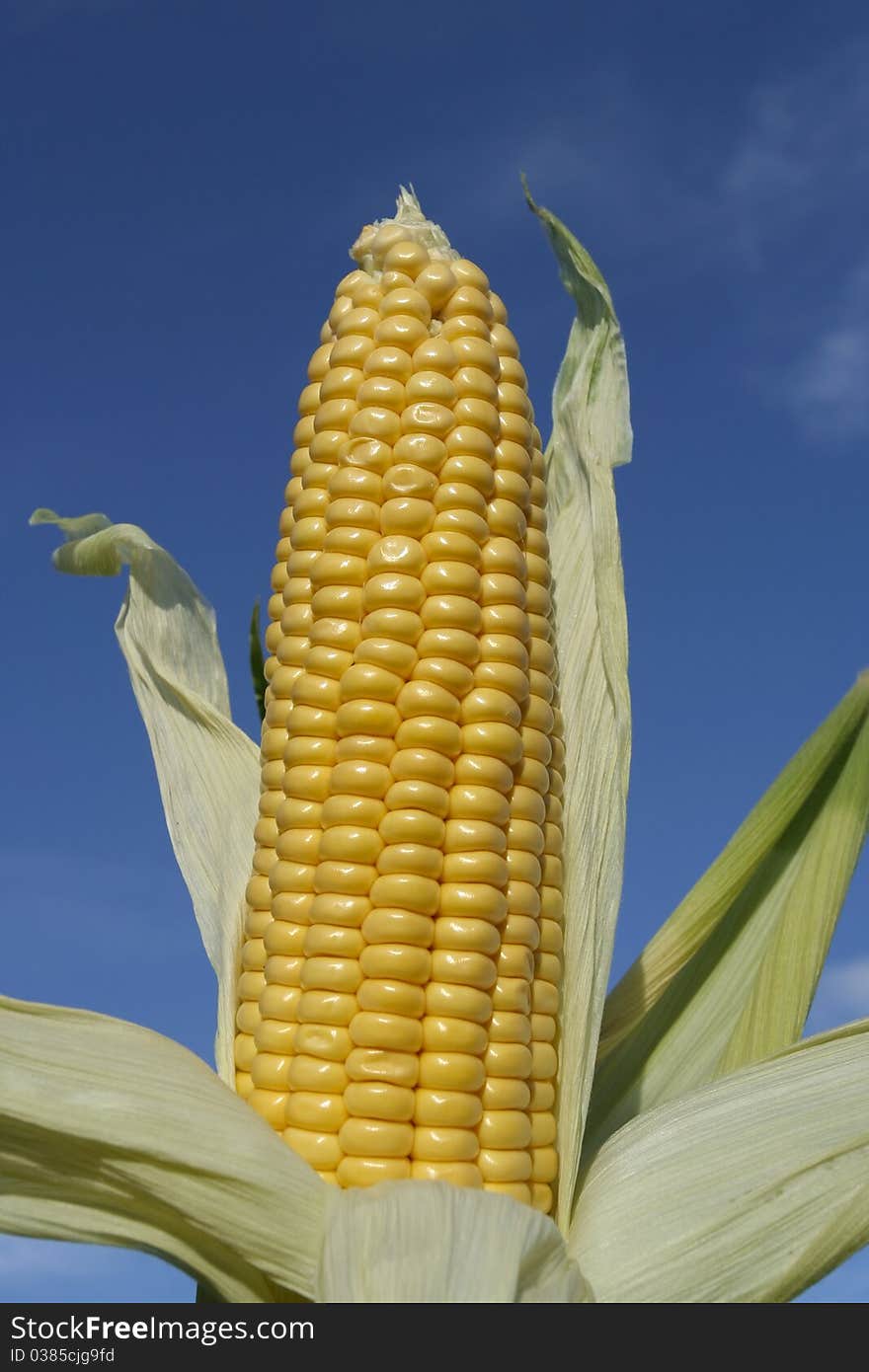 Ripe Corn Freshly Picked