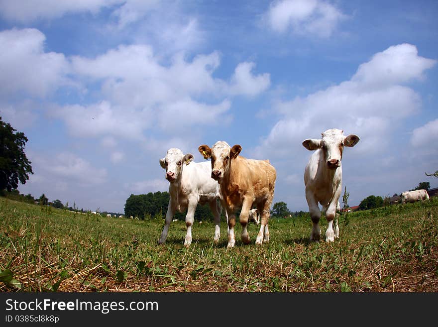 Curious cows at a field in germany