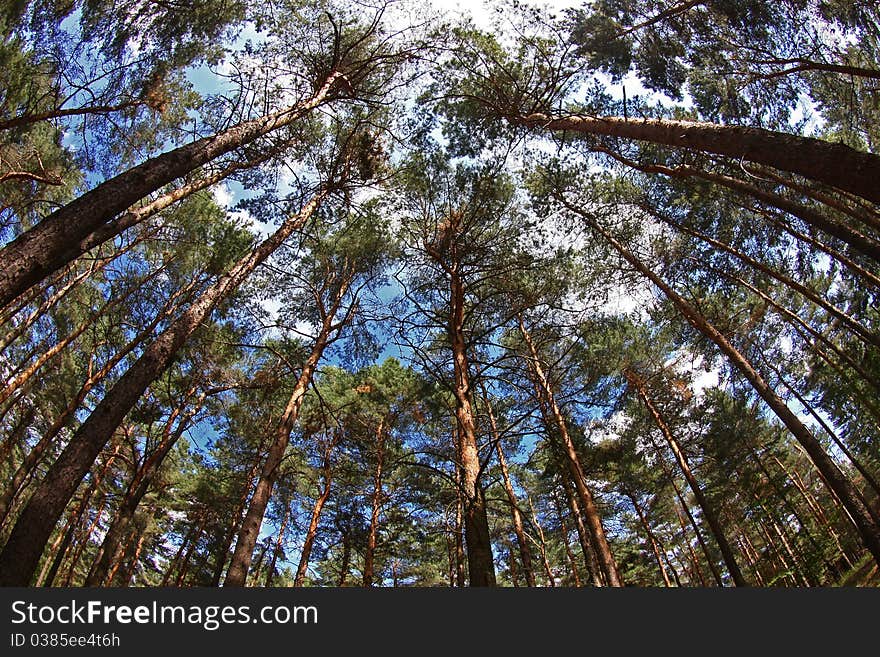 Tall pines in autumn forest. Tall pines in autumn forest