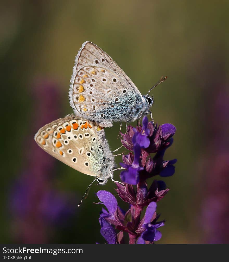 Two butterfly on the flower