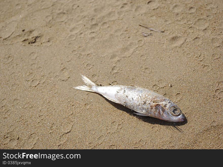 Dead Fish